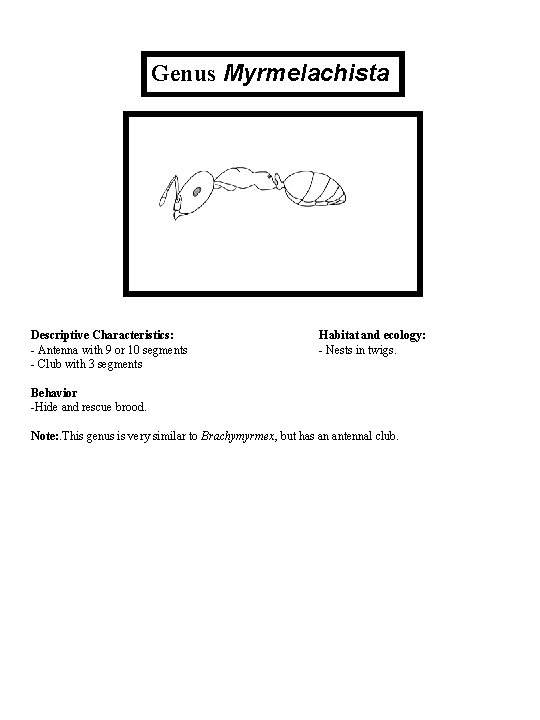 Genus Myrmelachista Descriptive Characteristics: - Antenna with 9 or 10 segments - Club with