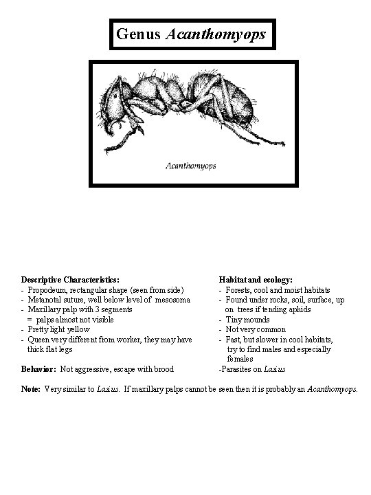 Genus Acanthomyops Descriptive Characteristics: - Propodeum, rectangular shape (seen from side) - Metanotal suture,