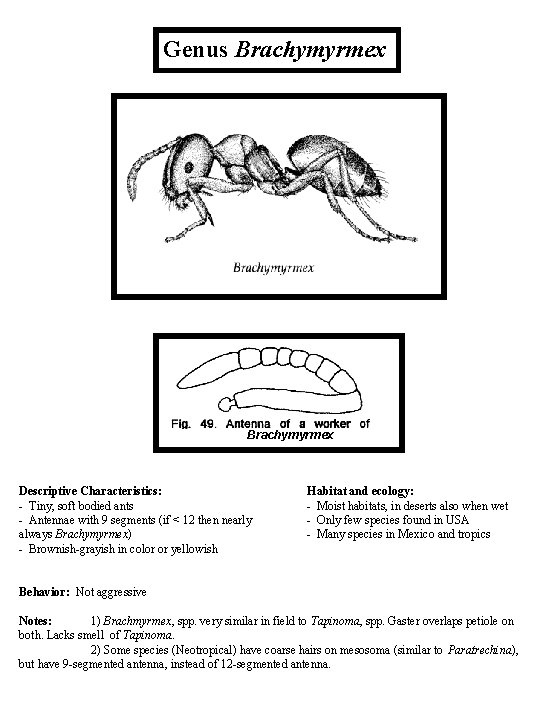 Genus Brachymyrmex Descriptive Characteristics: - Tiny, soft bodied ants - Antennae with 9 segments