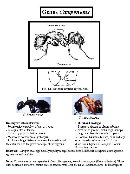 Genus Camponotus Convex Mesosoma C. herculeanus C. sansabeanus Descriptive Characteristics: - Polymorphic (usually), often