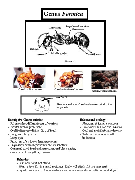 Genus Formica Depression Propodeum lower than Mesonotum Big Eyes Maxillary palps Formica ciliata worker.