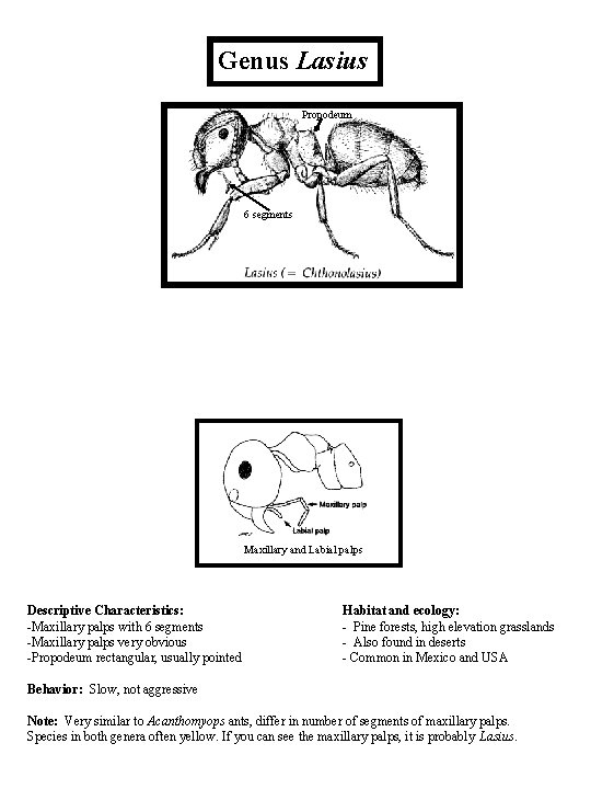 Genus Lasius Propodeum 6 segments Maxillary and Labial palps Descriptive Characteristics: -Maxillary palps with