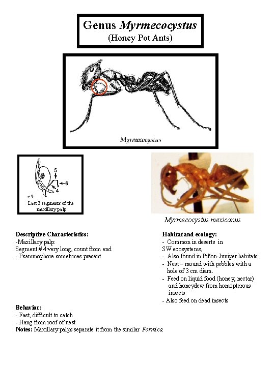 Genus Myrmecocystus (Honey Pot Ants) Last 3 segments of the maxillary palp Myrmecocystus mexicanus