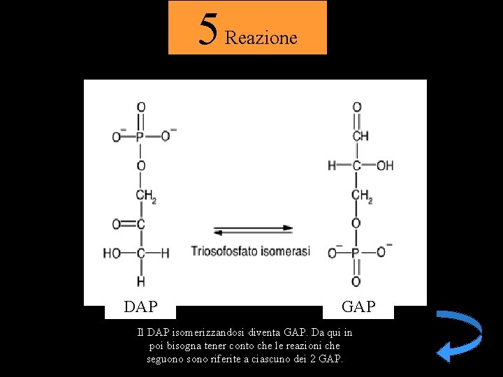 5 Reazione DAP GAP Il DAP isomerizzandosi diventa GAP. Da qui in poi bisogna