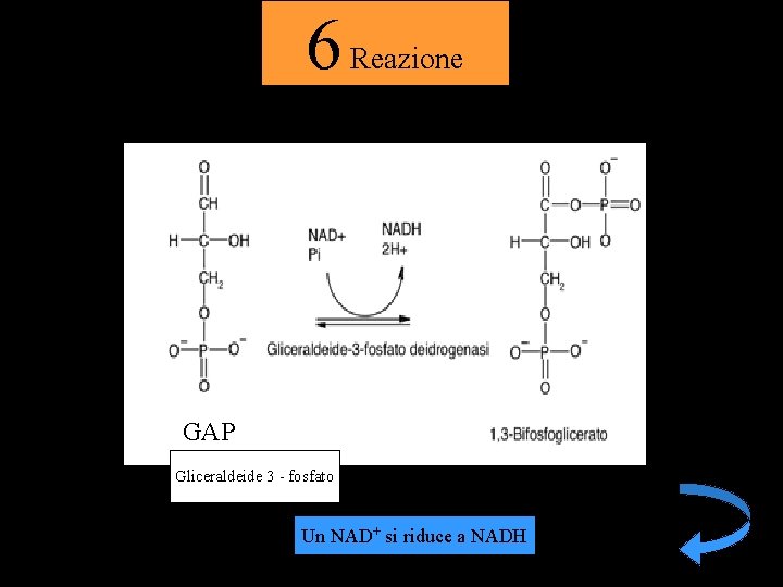 6 Reazione GAP Gliceraldeide 3 - fosfato Un NAD+ si riduce a NADH 