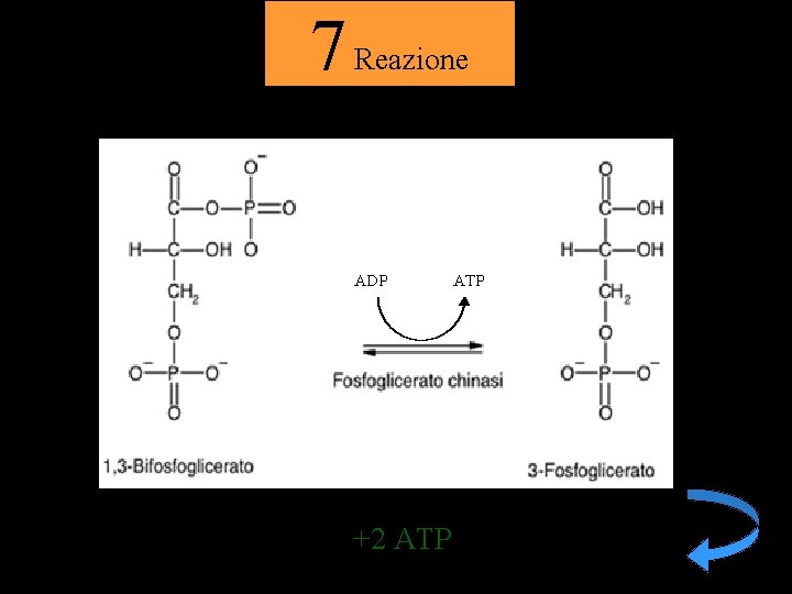 7 Reazione ADP +2 ATP 