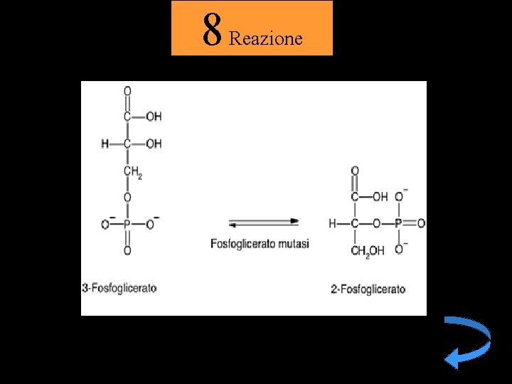 8 Reazione 
