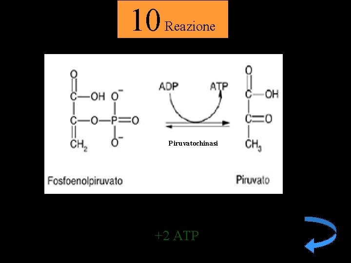 10 Reazione Piruvatochinasi +2 ATP 