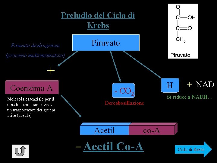 Preludio del Ciclo di Krebs Piruvato deidrogenasi Piruvato (processo multienzimatico) + Coenzima A Molecola