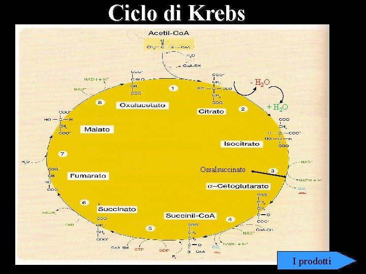 Ciclo di Krebs - H 2 O + H 2 O Ossalsuccinato I prodotti