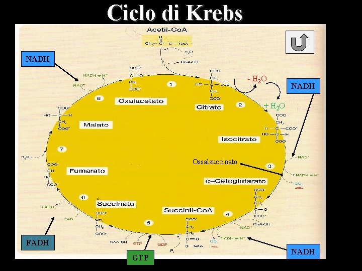 Ciclo di Krebs NADH - H 2 O NADH + H 2 O Ossalsuccinato