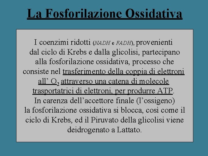 La Fosforilazione Ossidativa I coenzimi ridotti (NADH e FADH), provenienti dal ciclo di Krebs