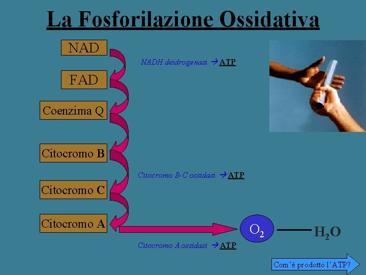 La Fosforilazione Ossidativa NADH deidrogenasi ATP FAD Coenzima Q Citocromo B-C ossidasi ATP Citocromo