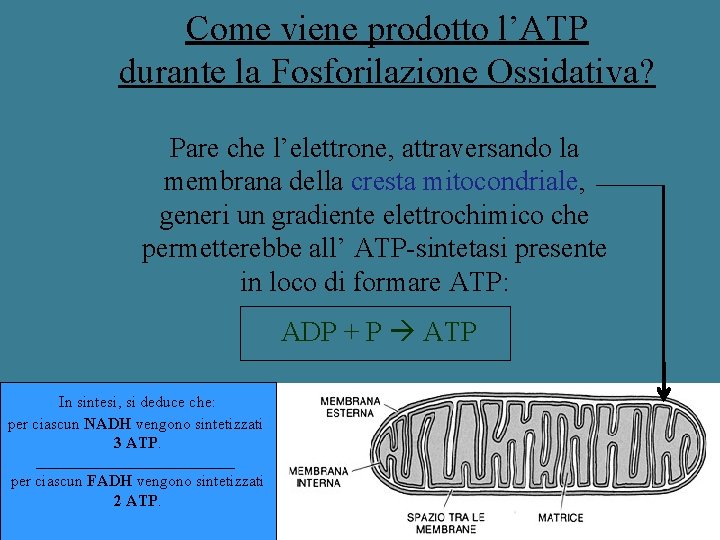 Come viene prodotto l’ATP durante la Fosforilazione Ossidativa? Pare che l’elettrone, attraversando la membrana