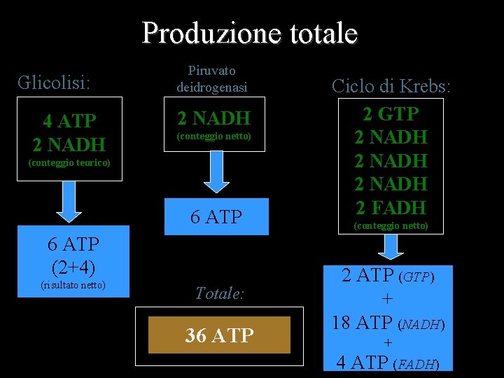 Produzione totale Glicolisi: 4 ATP 2 NADH Piruvato deidrogenasi 2 NADH (conteggio netto) (conteggio