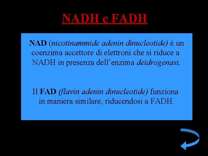 NADH e FADH NAD (nicotinammide adenin dinucleotide) è un coenzima accettore di elettroni che