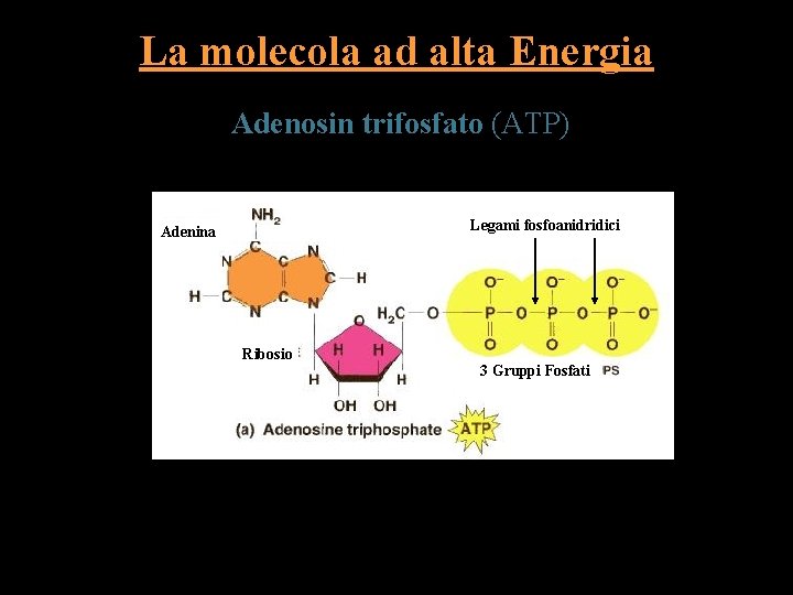 La molecola ad alta Energia Adenosin trifosfato (ATP) Legami fosfoanidridici Adenina Ribosio 3 Gruppi