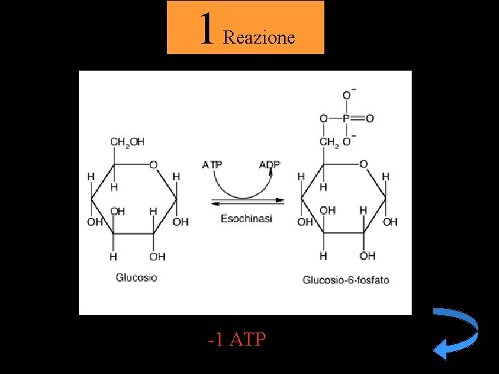 1 Reazione -1 ATP 