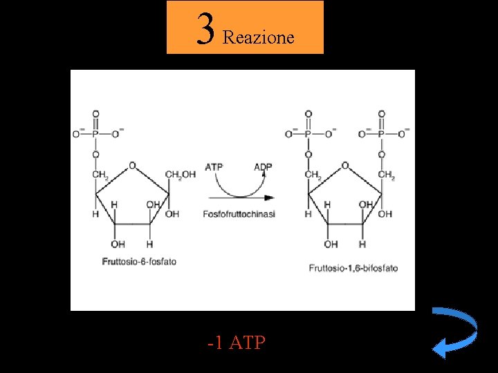 3 Reazione -1 ATP 