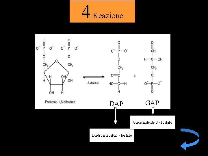 4 Reazione DAP Gliceraldeide 3 - fosfato Diidrossiaceton - fosfato 