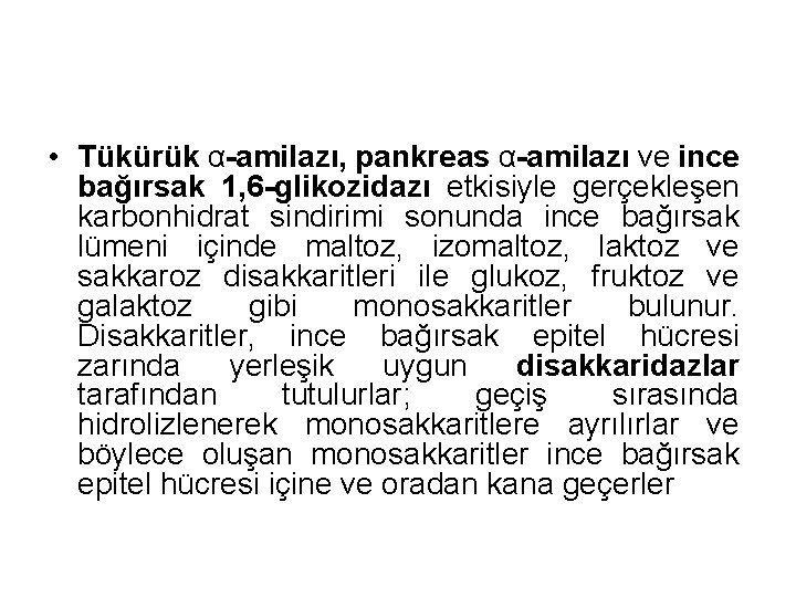 • Tükürük α-amilazı, pankreas α-amilazı ve ince bağırsak 1, 6 -glikozidazı etkisiyle gerçekleşen