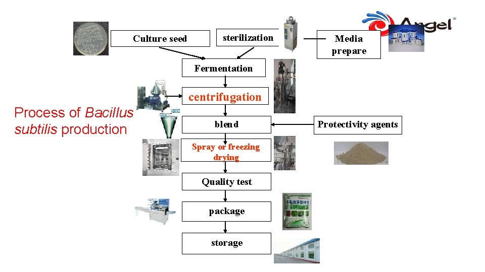 Culture seed sterilization Media prepare Fermentation centrifugation Process of Bacillus subtilis production blend Spray