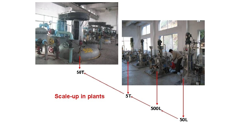 50 T Scale-up in plants 5 T 500 L 50 L 