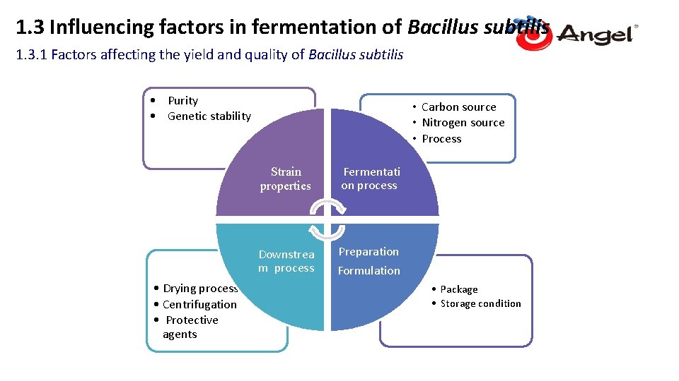 1. 3 Influencing factors in fermentation of Bacillus subtilis 1. 3. 1 Factors affecting