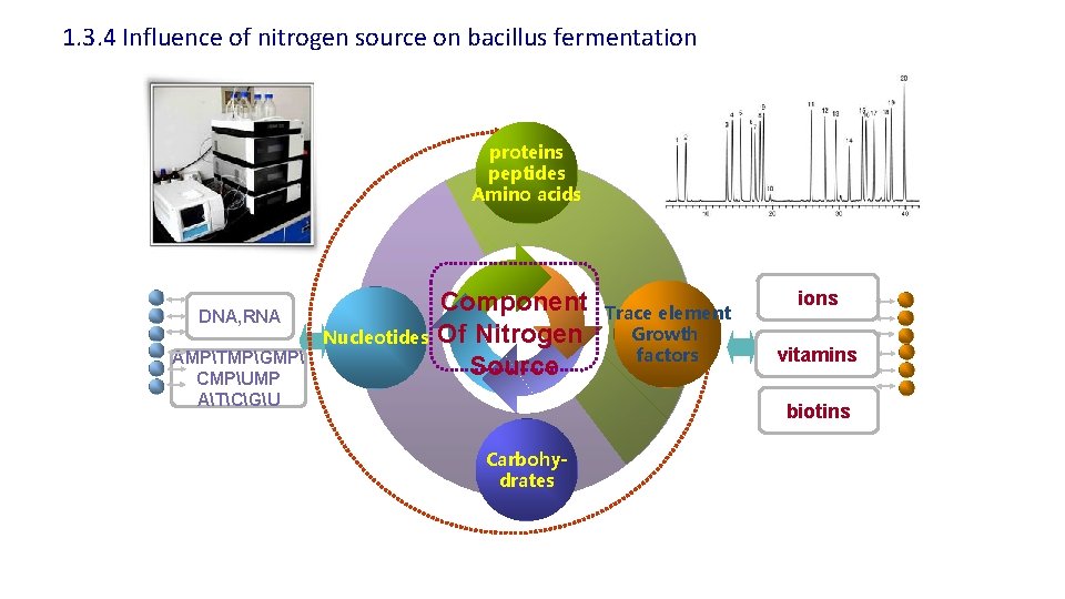 1. 3. 4 Influence of nitrogen source on bacillus fermentation proteins peptides Amino acids