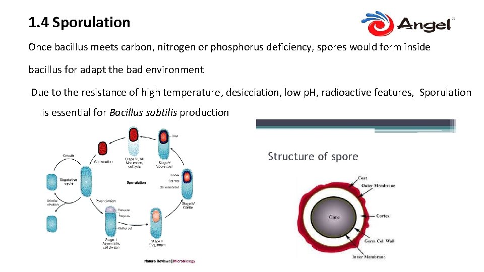 1. 4 Sporulation Once bacillus meets carbon, nitrogen or phosphorus deficiency, spores would form