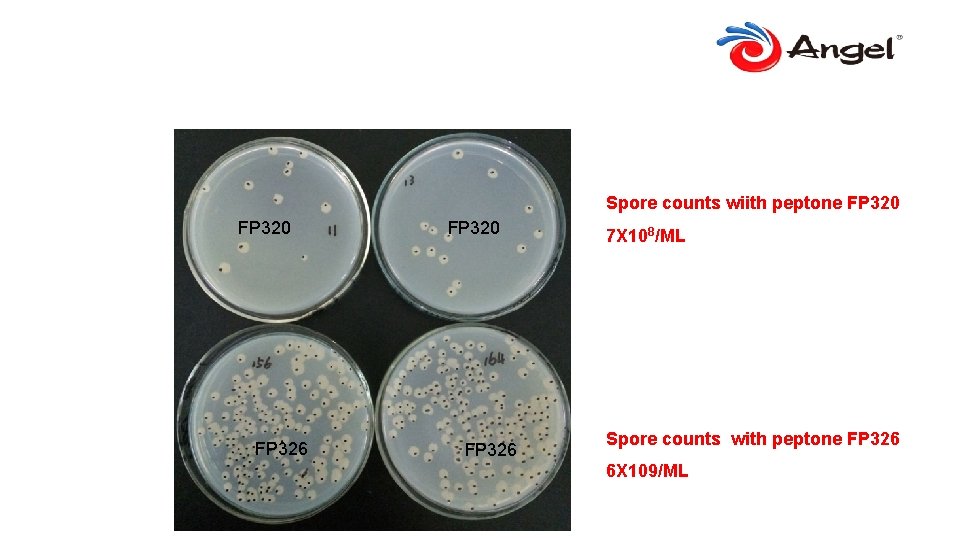 Spore counts wiith peptone FP 320 FP 326 7 X 108/ML Spore counts with