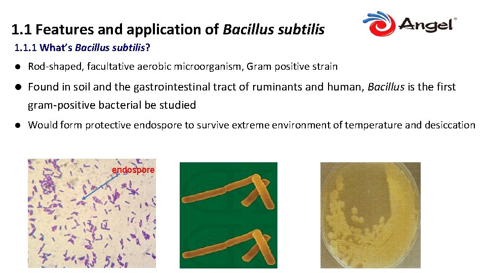 1. 1 Features and application of Bacillus subtilis 1. 1. 1 What’s Bacillus subtilis?