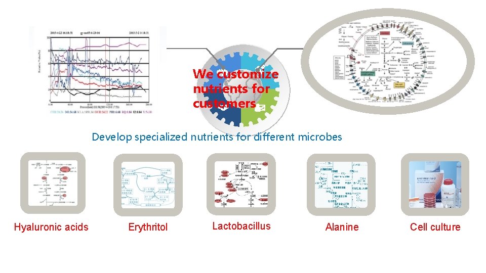 We customize nutrients for customers Develop specialized nutrients for different microbes Hyaluronic acids Erythritol