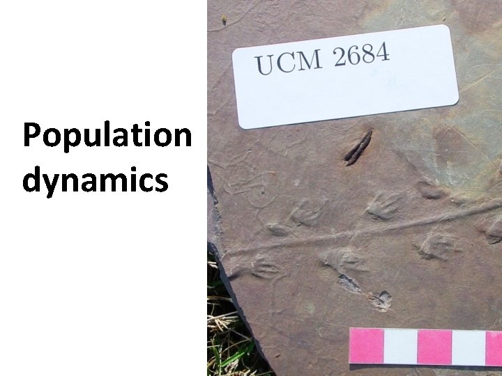 Population dynamics 