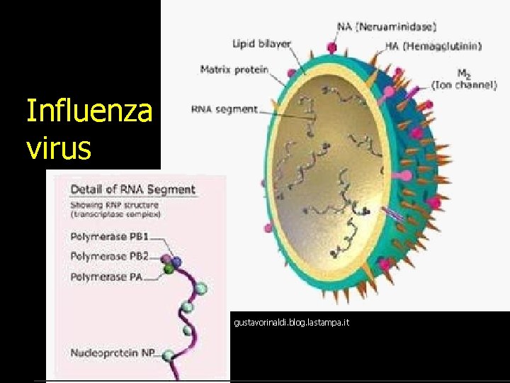 Influenza virus gustavorinaldi. blog. lastampa. it 