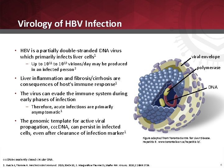 Virology of HBV Infection • HBV is a partially double-stranded DNA virus which primarily