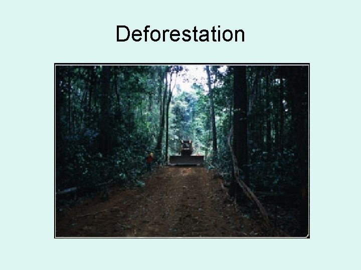 Deforestation 