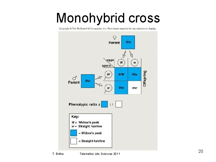 Monohybrid cross T. Botha Telematics Life Sciences 2011 20 