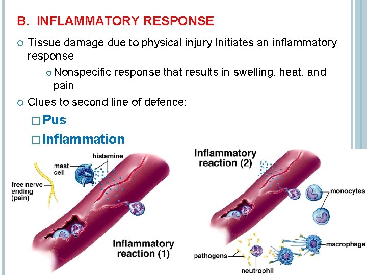 B. INFLAMMATORY RESPONSE Tissue damage due to physical injury Initiates an inflammatory response Nonspecific