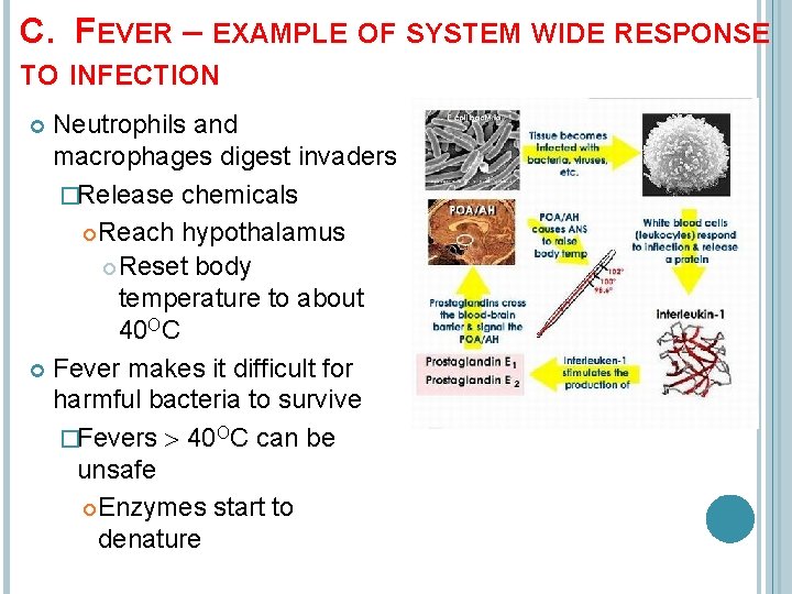 C. FEVER – EXAMPLE OF SYSTEM WIDE RESPONSE TO INFECTION Neutrophils and macrophages digest