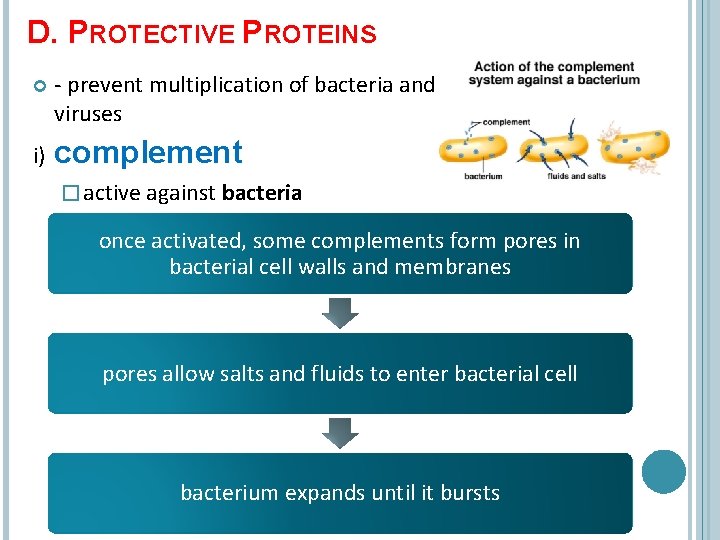 D. PROTECTIVE PROTEINS - prevent multiplication of bacteria and viruses i) complement � active