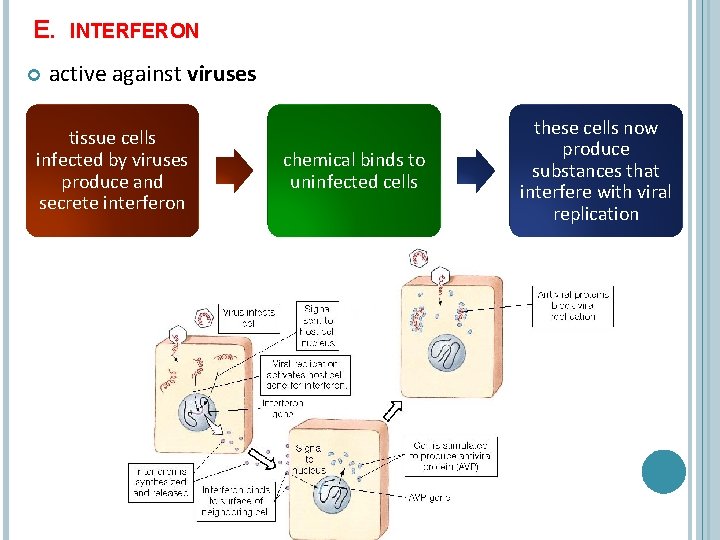 E. INTERFERON active against viruses tissue cells infected by viruses produce and secrete interferon