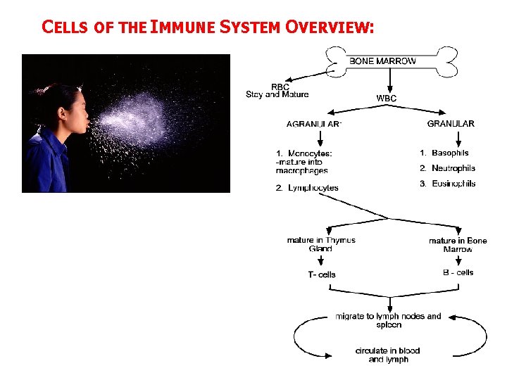 CELLS OF THE IMMUNE SYSTEM OVERVIEW: 