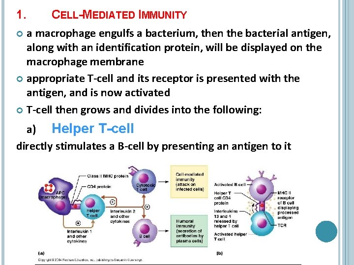 1. CELL-MEDIATED IMMUNITY a macrophage engulfs a bacterium, then the bacterial antigen, along with
