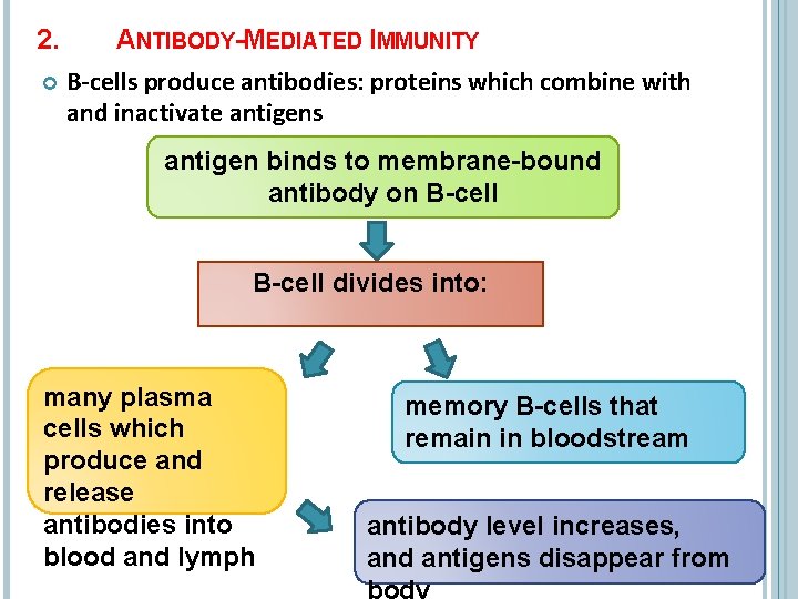 2. ANTIBODY-MEDIATED IMMUNITY B-cells produce antibodies: proteins which combine with and inactivate antigens antigen