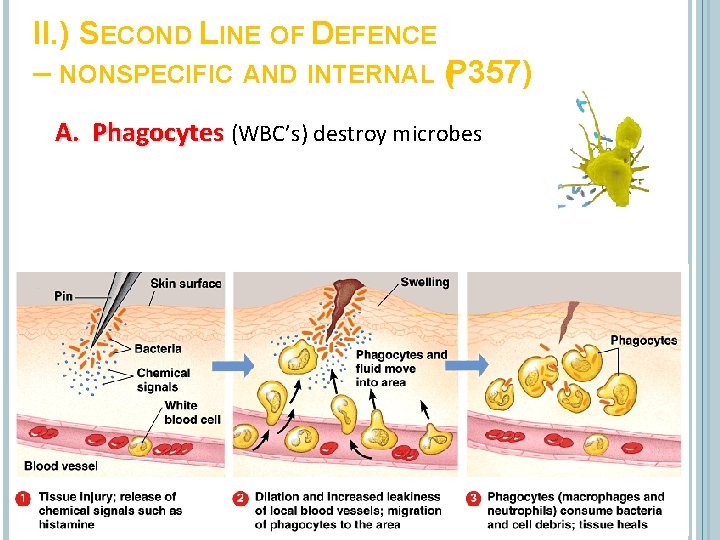 II. ) SECOND LINE OF DEFENCE – NONSPECIFIC AND INTERNAL (P 357) A. Phagocytes