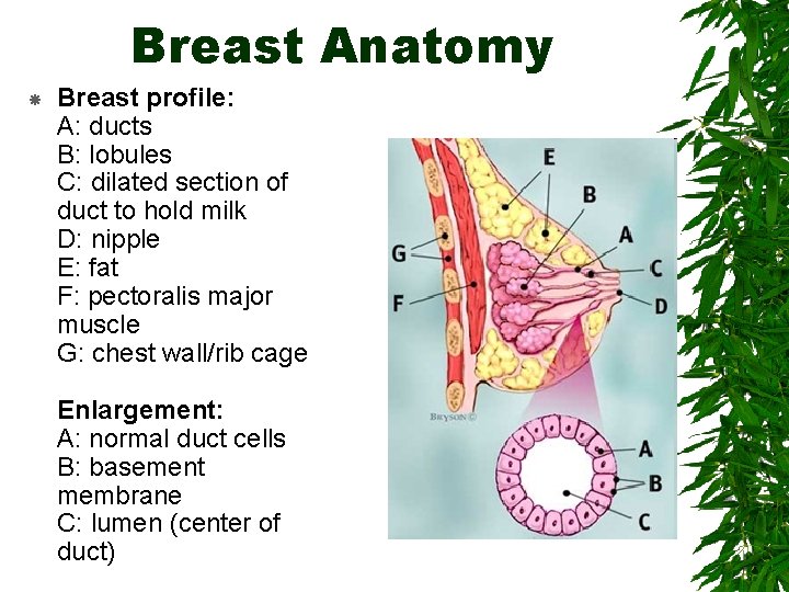 Breast Anatomy Breast profile: A: ducts B: lobules C: dilated section of duct to