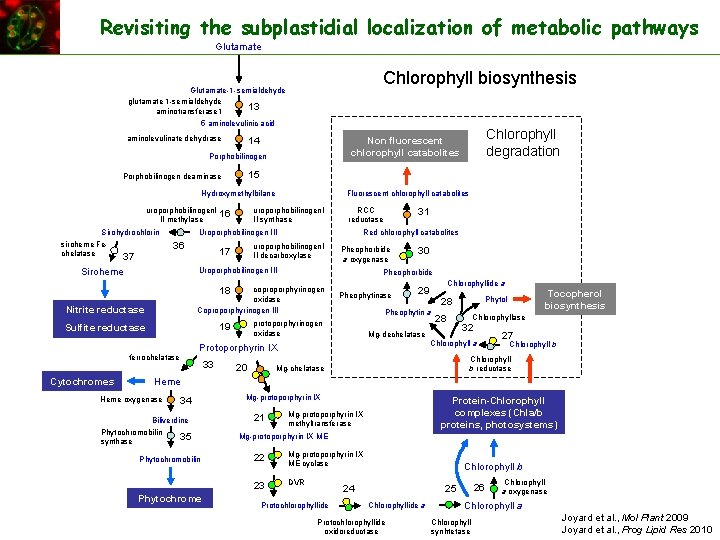 Revisiting the subplastidial localization of metabolic pathways Glutamate Chlorophyll biosynthesis Glutamate-1 -semialdehyde glutamate 1