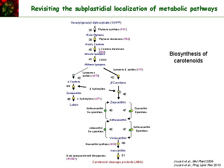 Revisiting the subplastidial localization of metabolic pathways Geranylgeranyl diphosphate (GGPP) 38 Phytoene synthase (PSY)