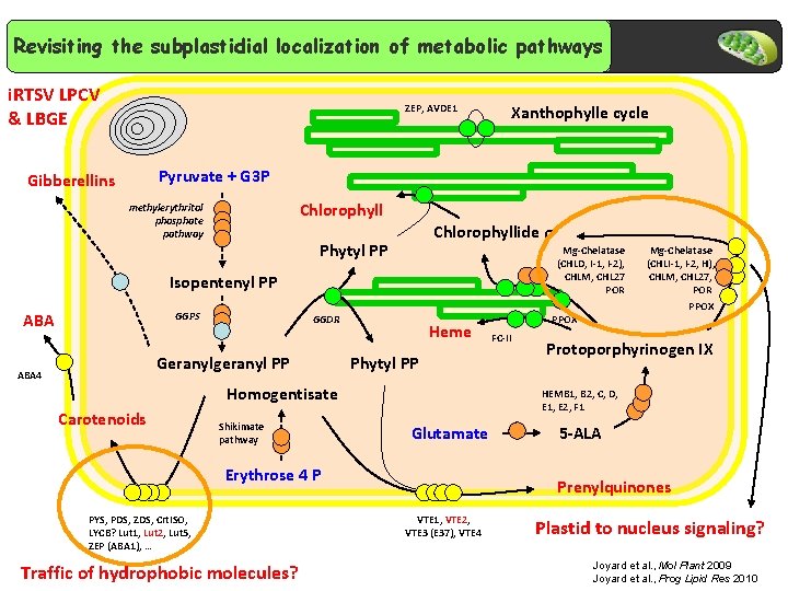 Revisiting the subplastidial localization of metabolic pathways i. RTSV LPCV & LBGE ZEP, AVDE